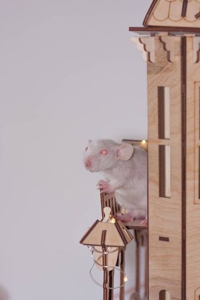 Virus isolation concept. Rat in a wooden house. Sits and misses - Φωτογραφία, εικόνα