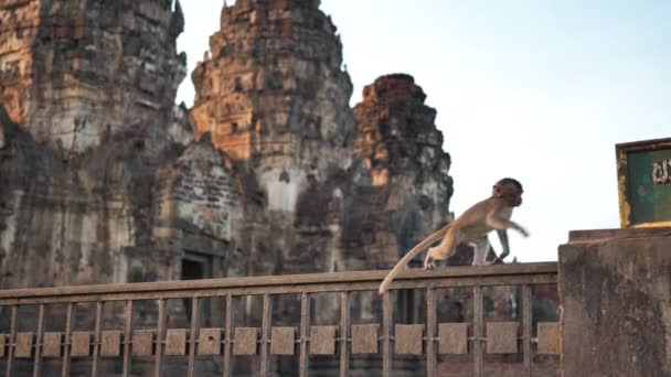 Πίθηκοι που ζουν στην Phra Prang Sam Yot Διάσημος τουρίστας, αξιοθέατα ορόσημο στην επαρχία Lop Buri Ταϊλάνδη. Αργή κίνηση - Πλάνα, βίντεο