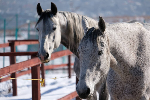 Лошади в открытой кабинке конного клуба. Животные на открытом воздухе зимой
  - Фото, изображение