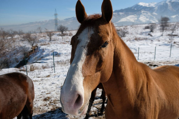 Paarden in een open stal van een manege. Dieren buiten in de winter  - Foto, afbeelding