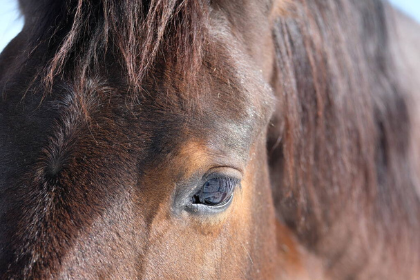 Hevosia ratsastuskerhon avoimessa kopissa. Eläimet ulkona talvella
  - Valokuva, kuva