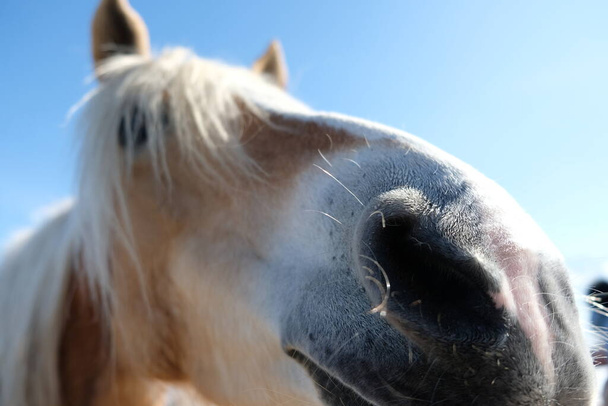 馬術クラブのオープンストアで馬。冬に屋外で動物  - 写真・画像