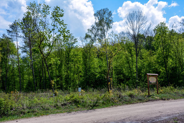 Panorama of a strip of coniferous pine forest on the edge of a sandy shore in the summer on a sunny day. Entry road to the forest. Striped barrier when entering forest road. - Photo, Image