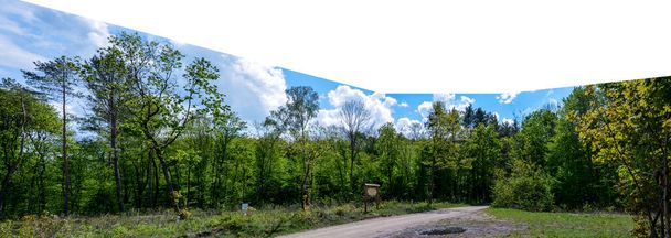 Panorama de una franja de bosque de pinos de coníferas en el borde de una orilla arenosa en el verano en un día soleado. Camino de entrada al bosque. Barrera rayada al entrar en el camino forestal
. - Foto, imagen