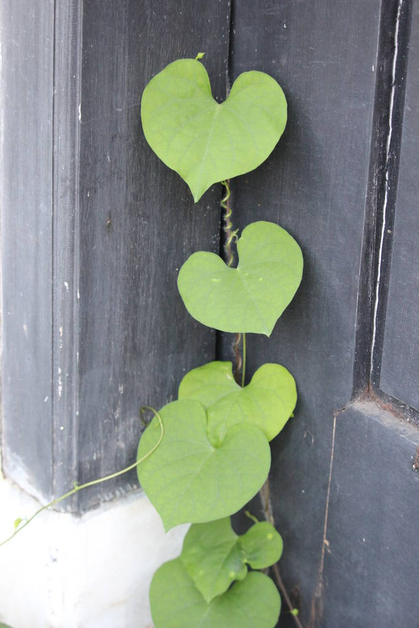 green leafy vines that propagate at home - Photo, Image