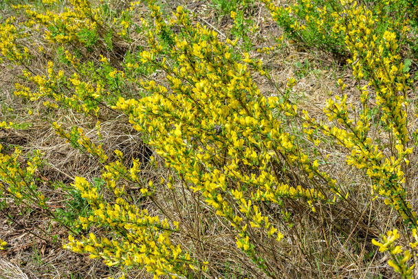 Flowering branch (Chamaecytisus ruthenicus) on natural background. Russian Broom (Chamaecytisus ruthenicus) in garden. Selective focus of flowering plant image. - Photo, Image
