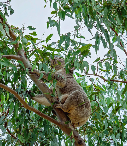 A female Australian koala with a joey in her pouch clinging to a tree branch as she feeds on eucalyptus leaves - Photo, Image