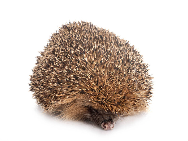 European hedgehog in front of white background - Photo, Image