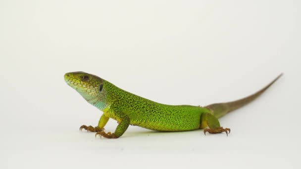 Green lizard on a white background in 4K isolated. - Footage, Video