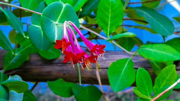 Primo piano di fiori di caprifoglio rosa (Lonicera L.). Natura polacca in estate, concetto floreale e giardinaggio
. - Foto, immagini