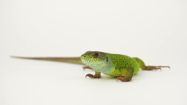 Green lizard on a white background in 4K isolated. - Footage, Video