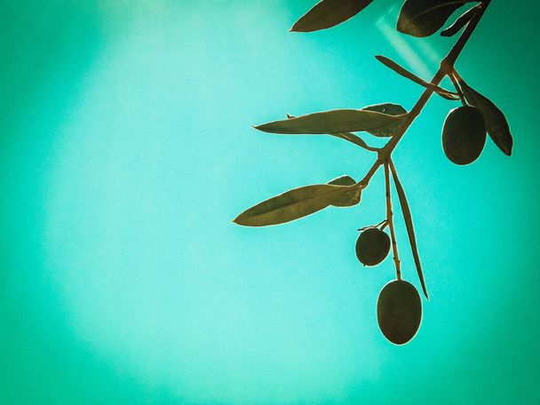Крупный план зеленых оливок на ветке оливкового дерева. Концепция сельского хозяйства
. - Фото, изображение