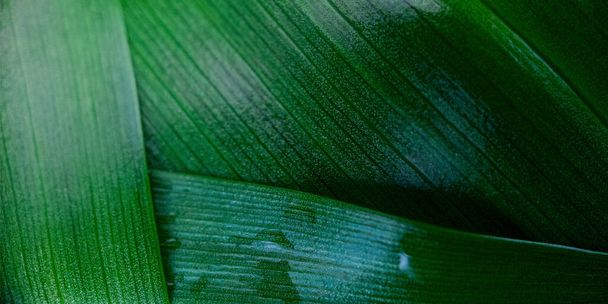 Macro green leaf background - Φωτογραφία, εικόνα