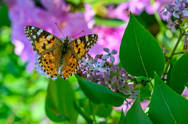 Чертополох бабочка в розовом рододенроне в саду
 - Фото, изображение