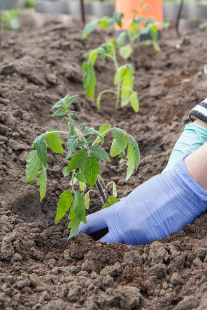 Jardinière en gants plantant des semis de tomate dans le sol du jardin. Culture de légumes
. - Photo, image