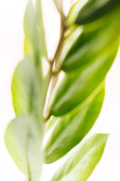 color photo plants,flowers on white background - Фото, изображение