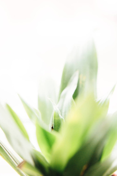 color photo plants,flowers on white background - Foto, Imagem