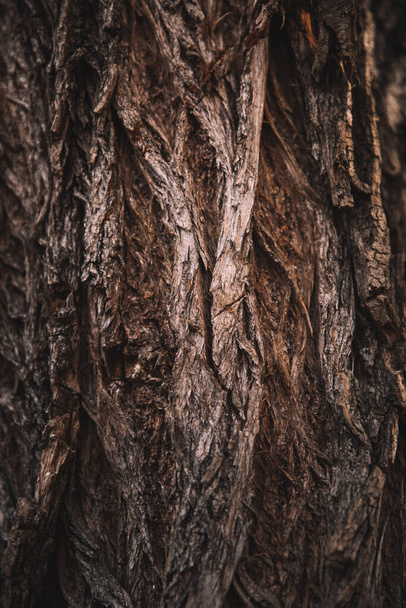 волшебный лес, корни и ветви
 - Фото, изображение