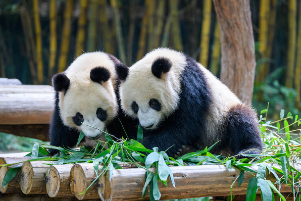 Two cute giant pandas playing together - Photo, Image
