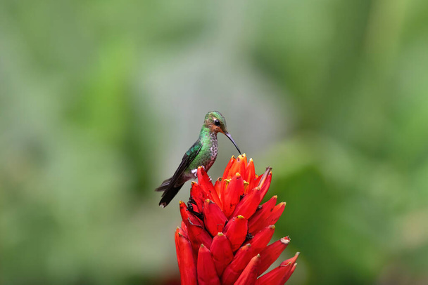 Bello colibrì alimentazione dolce nettare
 - Foto, immagini