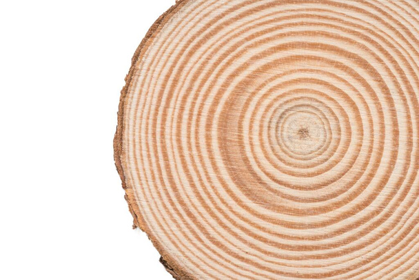 Wooden tree cut surface isolated on white background - Photo, Image