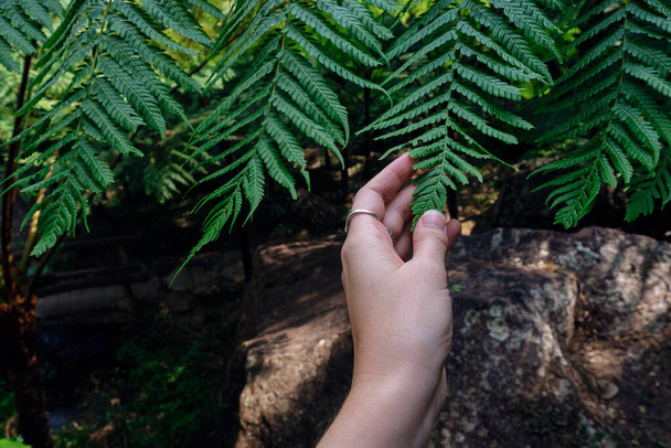 Dark green fern in thailand national park. Royal Garden Siribhume in national park Doi Inthanon Chiang Mai, Thailand - Фото, зображення