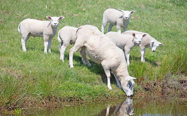 Ovelhas no lugar de rega água potável, cordeiros atrás da ovelha mãe
 - Foto, Imagem