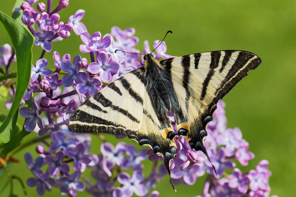 Scarce Swallowtail - Iphiclides podalirius, όμορφο χρωματιστό χελιδόνι από τα ευρωπαϊκά λιβάδια και θάμνους, Zlin, Τσεχική Δημοκρατία. - Φωτογραφία, εικόνα