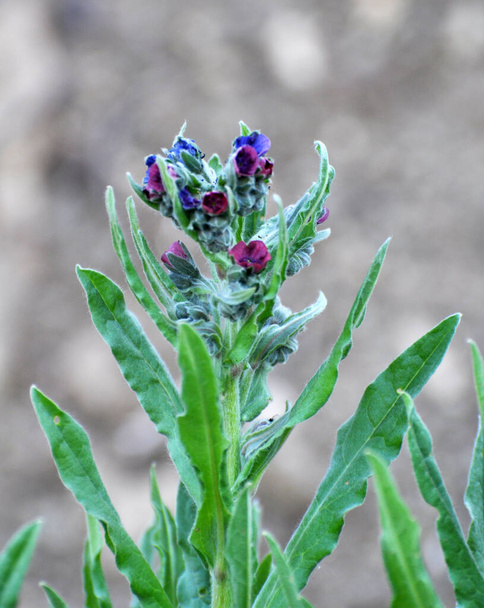 In the wild, Cynoglossum officinale blooms among grasses - Photo, Image