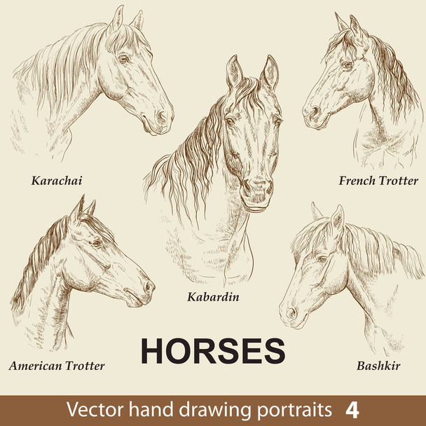 Hand drawing set of horses breeds. Elegance horse head isolated on beige background. Pencil, ink hand drawn realistic portrait. Animal collection. Good for print T-shirt, banner. Stock illustration - Vector, Image