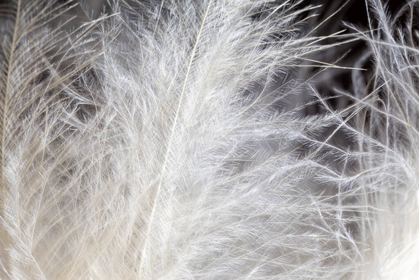 白の柔らかくて滑らかな羽の質感の背景。クローズアップビュー、マクロ写真 - 写真・画像