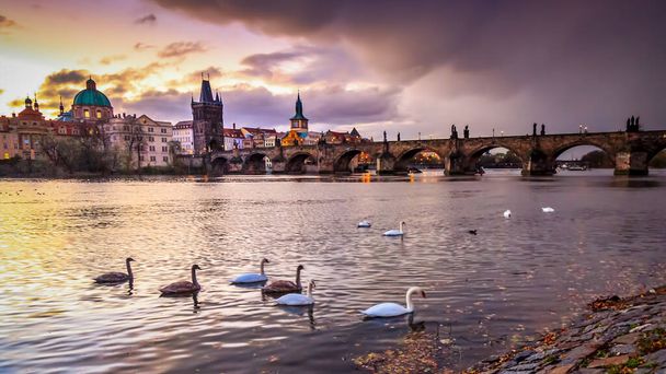Cisnes e a Ponte Charles em Praga, República Checa
 - Foto, Imagem