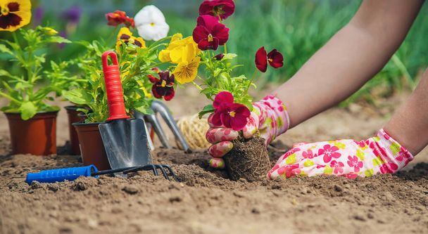 The gardener is planting flowers in the garden. Selective focus. nature. - Foto, imagen