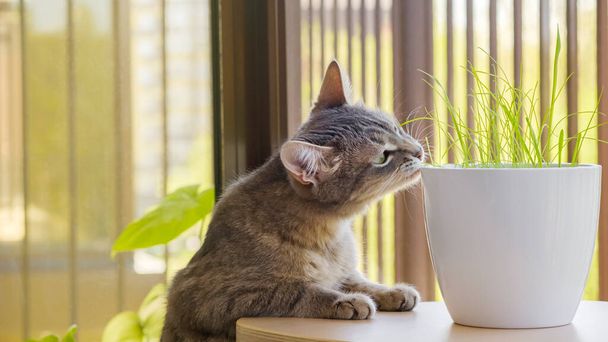 Harmaa tabby kissa haistelee tuoretta vihreää ruohoa ja kauraa. Kissanruohoa, lemmikkiruohoa. Lemmikkieläinten hoito, Luonnollinen ruoka ja vitamiinit lemmikkieläimille käsite. Lemmikkieläinten terveys
 - Valokuva, kuva