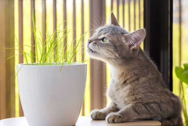 Gray tabby cat sniffing fresh green grass and green oats. Cat grass, pet grass. Pet care, Natural food and vitamins for pets concept. Health of Pets - Photo, Image