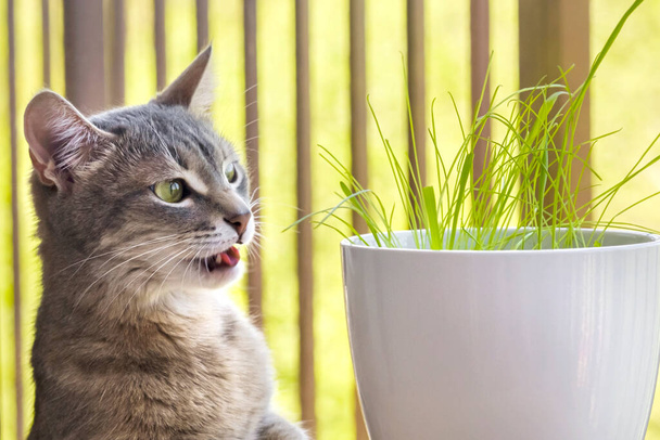 Graue gestromte Katze frisst, schnüffelt und knabbert mit lustigen Gefühlen frisches grünes Gras und grünen Hafer. Katzengras, Tiergras. Haustierpflege, natürliches Futter und Vitamine für Haustiere. Gesundheit von Haustieren - Foto, Bild