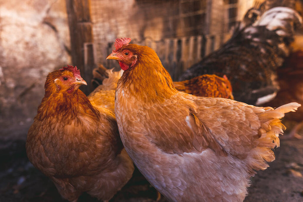 Kippen fokken in een klein kippenhok - Foto, afbeelding