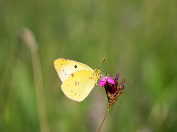 Berger's clouded yellow (colias alfacariensis) butterfly of family Pieridae, sitting on pink meadow flower on sunny summer day - Photo, Image
