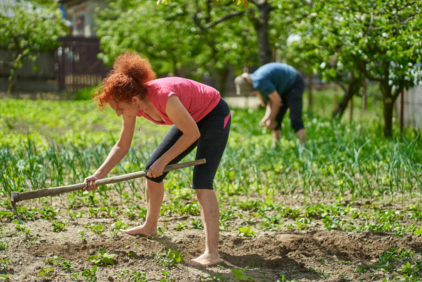 Mulher trabalhando no jardim com sua mãe, plantando vários vegetais
 - Foto, Imagem