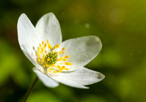 Белый цветок Anemone nemorosa. Крупный план. Макро выстрел. Примрозы. Весенний лес Цветочный фон. Сун. Баннер с копирайтом
 - Фото, изображение