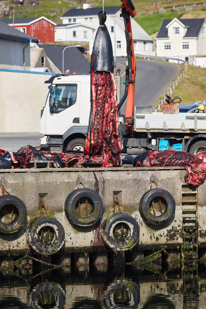 Caza de ballenas en las Islas Feroe. Ballenas piloto cortando. Puerto.
 - Foto, imagen