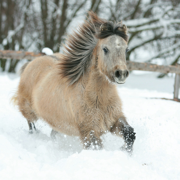 Adorable et mignon poney de baie courir en hiver
 - Photo, image