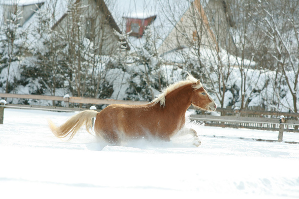 Haflinger with long mane running in the snow - Photo, Image