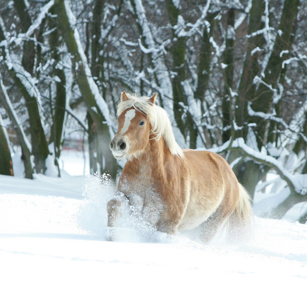Haflinger με μακριά χαίτη τρέξιμο στο χιόνι - Φωτογραφία, εικόνα