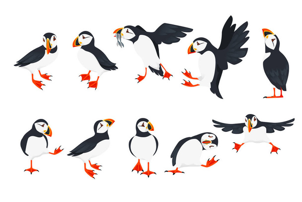 Σύνολο του Ατλαντικού πουλιού puffin σε διαφορετικές στάσεις σχέδια ζώων κινουμένων σχεδίων επίπεδη διανυσματική απεικόνιση απομονωμένη σε λευκό φόντο. - Διάνυσμα, εικόνα