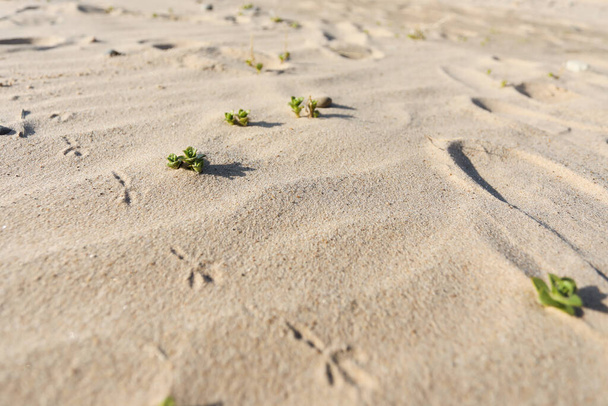 Huellas de pajarito en la arena del mar. Huellas en una duna en un día soleado
. - Foto, Imagen