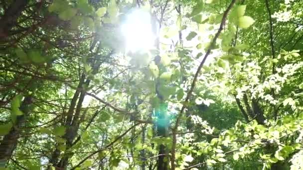 Promień słońca przez gęste liście lasu. - Materiał filmowy, wideo