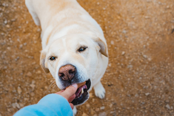 Dog being fed by owner's hand - Foto, Imagem