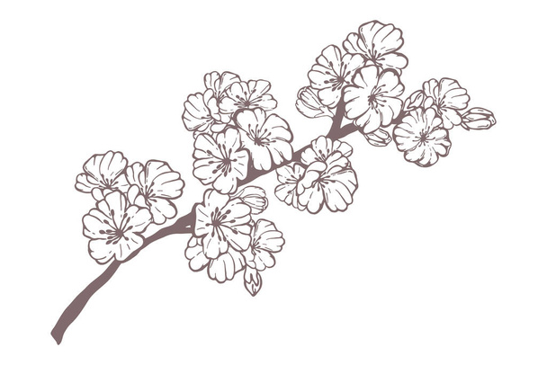 Рука намальована весняна сакура, квіти, гілки квітучих дерев, квіткові елементи ізольовані на білому тлі. Чорнила Векторні каракулі Ескіз ілюстрації для дизайнерських карток, запрошень, татуювання, розмальовки
 - Вектор, зображення