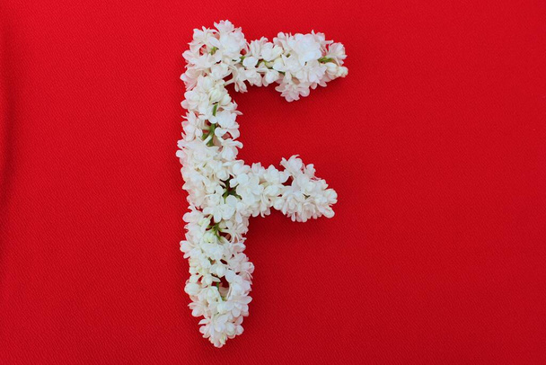 Kırmızı arka planda beyaz leylak çiçeklerinden yapılmış F harfi. Çiçek kompozisyonu. Düz yatıyordu. Beyaz çiçeklerden oluşan F harfi. Bahar konsepti Tasarım ve süsleme için alfabenin çiçek harfleri - Fotoğraf, Görsel